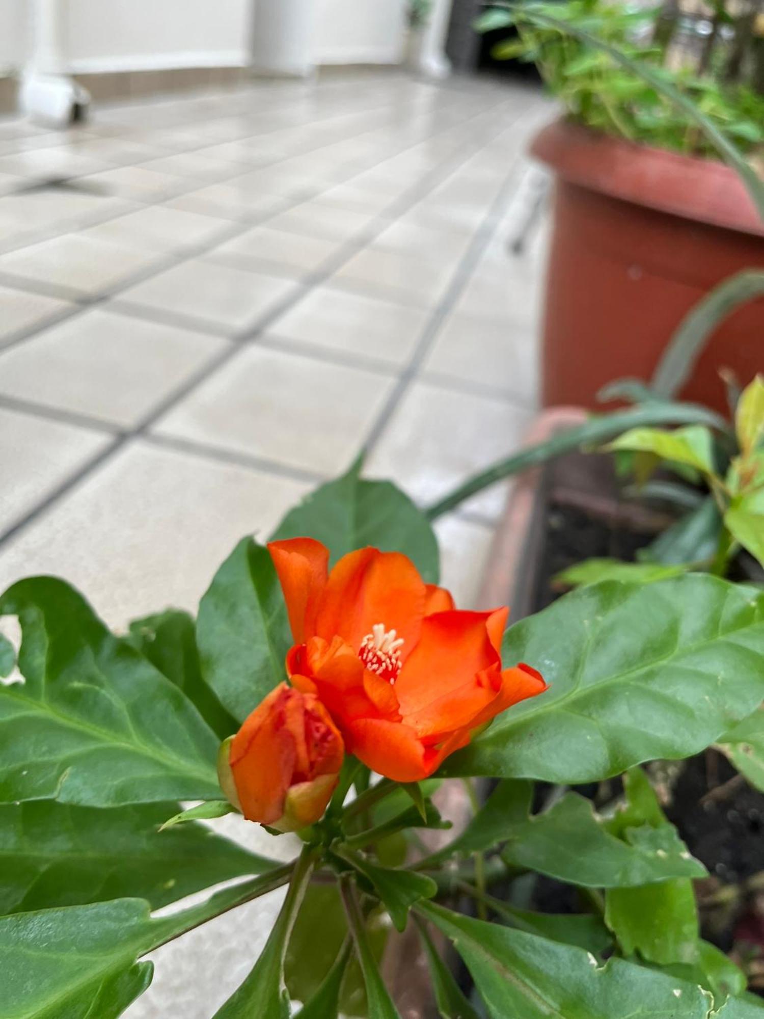 Aldeia Hostel มาเนาส์ ภายนอก รูปภาพ
