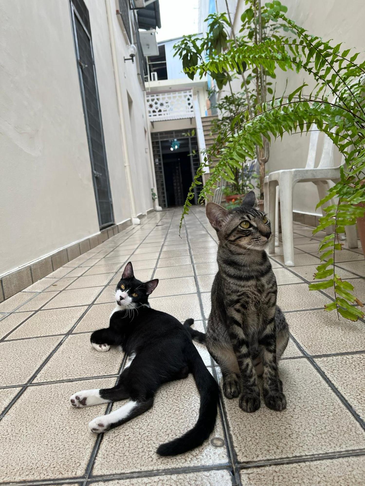 Aldeia Hostel มาเนาส์ ภายนอก รูปภาพ