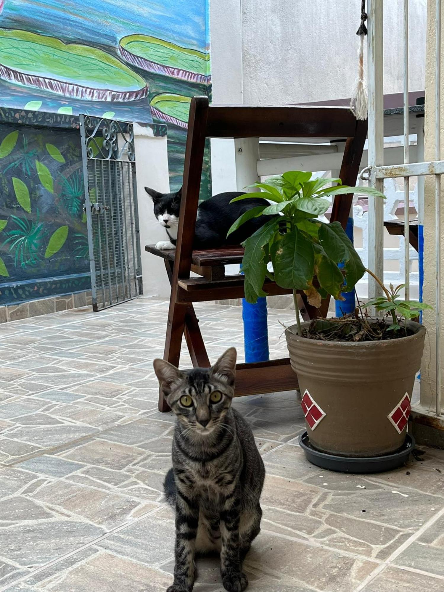 Aldeia Hostel มาเนาส์ ภายนอก รูปภาพ